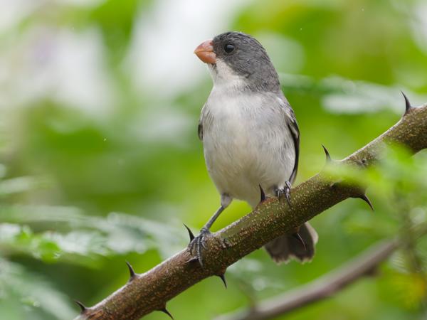 Witbuikdikbekje (Sporophila leucoptera)